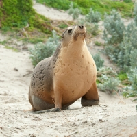 Australian Sea Lion