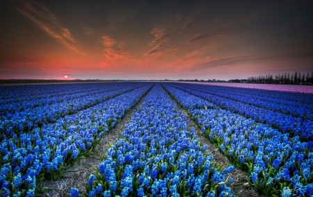 Hyacinths field at sunset