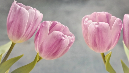 pink tulips - flowers, pink, spring, tulips