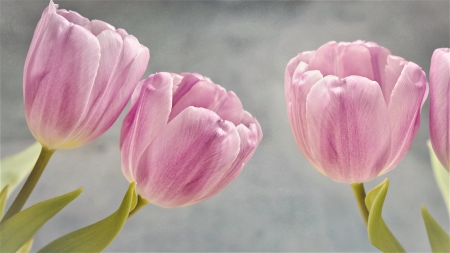 pink tulips