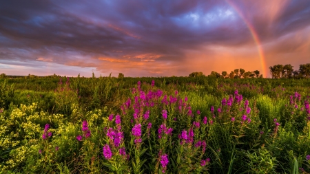 after the rain - flowers, field, rainbow, sky