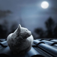 Lunar Cat