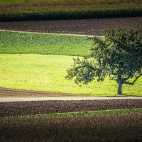 Lonely tree in the field