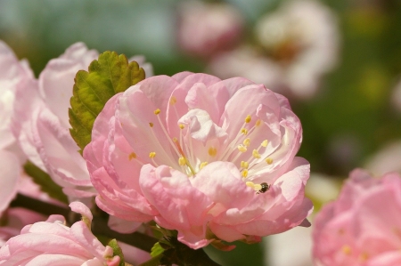 Cherry flower - tavaszi viragok, cseresznye virag, viragok, szirmok, sakura, cseresznye