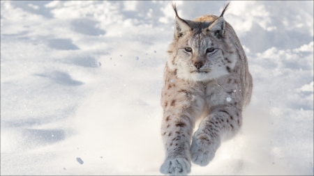 Lynx - animal, winter, lynx, running, iarna, snow, cat, nature, wild cat