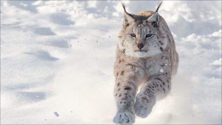 Lynx - winter, running, snow, cat, animal, nature, iarna, wild cat, lynx