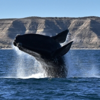 Southern Right Whale