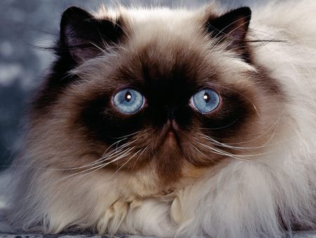 Himalayan Persian Cat - cute, eyes, blue