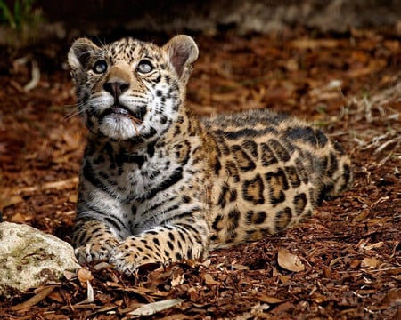 Leopard - forest, big cat