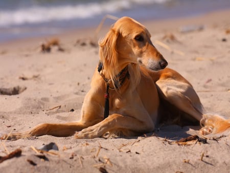 Saluki - speed, beach