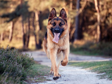 German shepherd dog - face, park, sweet