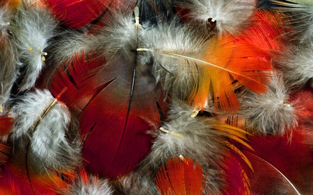 feather C - feather, colour, life