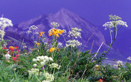 Wildflowers - nature, flowers