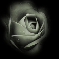 Dark Rose