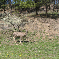 Deer In The Woods