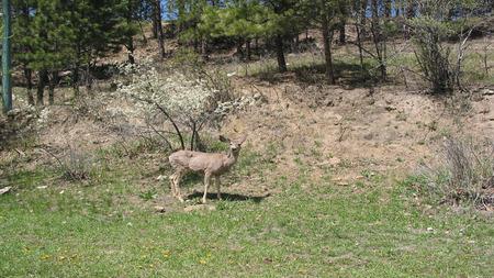 Deer In The Woods - outdoors, nature, animals, deer