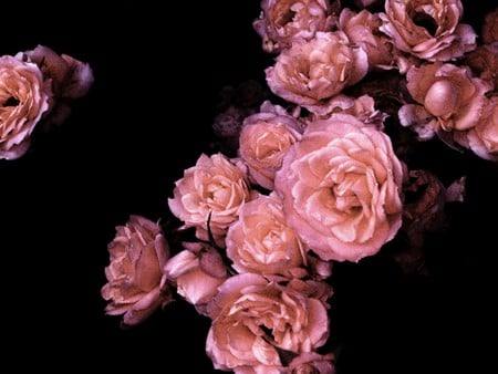 Rose Glow - glow, black, roses, pink