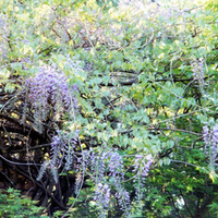 Flowers in the Backyard