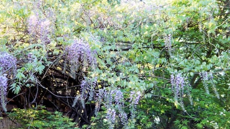 Flowers in the Backyard - flowers, photography, nature, pretty