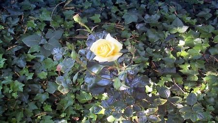 The Lone Rose - flowers, roses, nature, yellow, green, photography