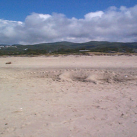 Alligator On The Beach