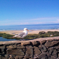 Peaceful Seagull