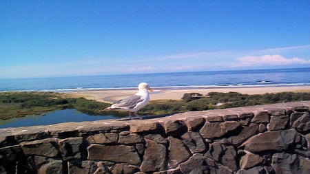 Peaceful Seagull - animals, oceans, seagull, photography, nature, birds