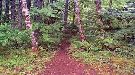 Lets Take A Walk In The Woods - forests, trees, nature, green, photography