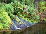 Forest Pond