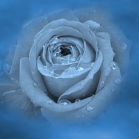 Blue Misty Rose