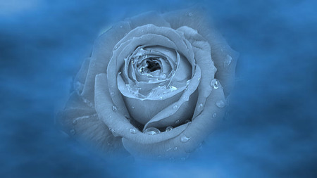 Blue Misty Rose