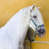 A beautiful white Andalusian 