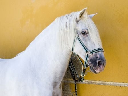 A beautiful white Andalusian  - horse, head, stallion