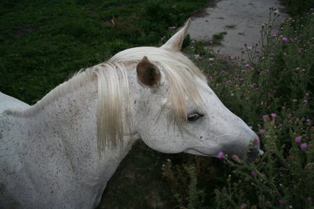 arabian horse  - flowers, head, white