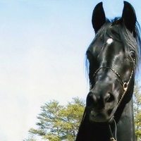 pretty black stallion against blue sky