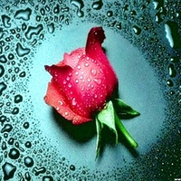 tears of a rose