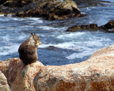 Chipmunks - animals, nature, chipmunks, river