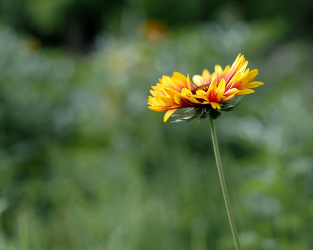 Alone In The Park - flowers, beautiful, nature