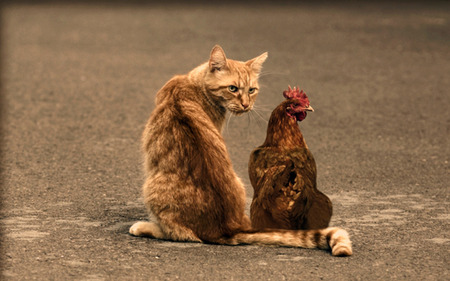 Cat and chicken - animals, cats