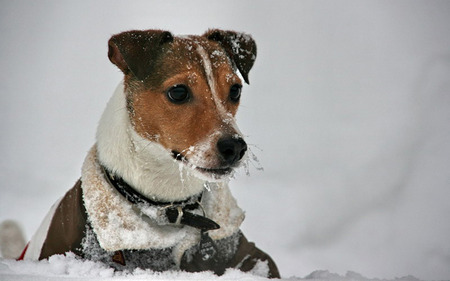 Dog in the snow - dogs, animals