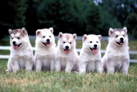 SWEETHEARTS - row, white, dogs, puppies, color, sitting