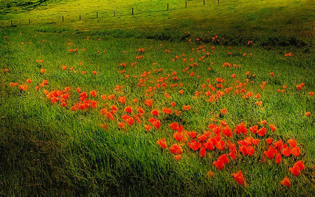 Poppies - flowers, poppies