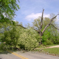 VVV's The Tree That Fell...