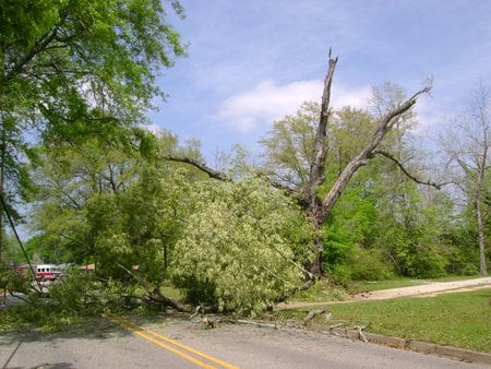 VVV's The Tree That Fell... - force of nature, firetruck, nature, fell, road, tree