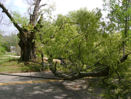 VVV's The Tree That Fell...2 - force of nature, firetruck, nature, fell, road, power lines, tree