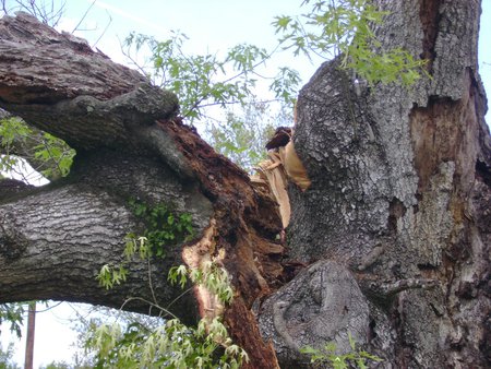 VVV's The Tree That Fell...3 - force of nature, firetruck, nature, fell, road, power lines, tree