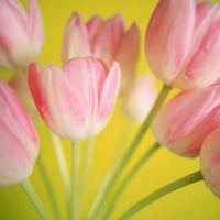 BEAUTIFUL PINK TULIPS