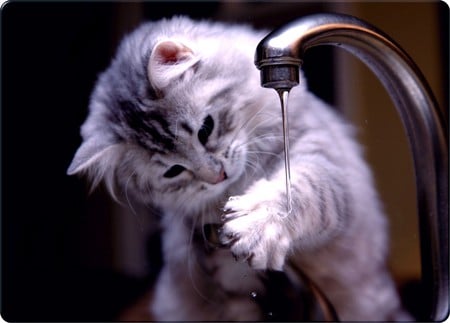 HAND WASH - clean, adorable, kitty, hand, washing, cute, kitten