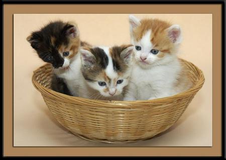 Trio - three, kittens, cats, babies, basket, cute