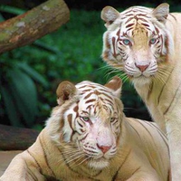 white bengal tigers